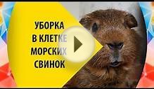 Полная уборка в клетке у морских свинок